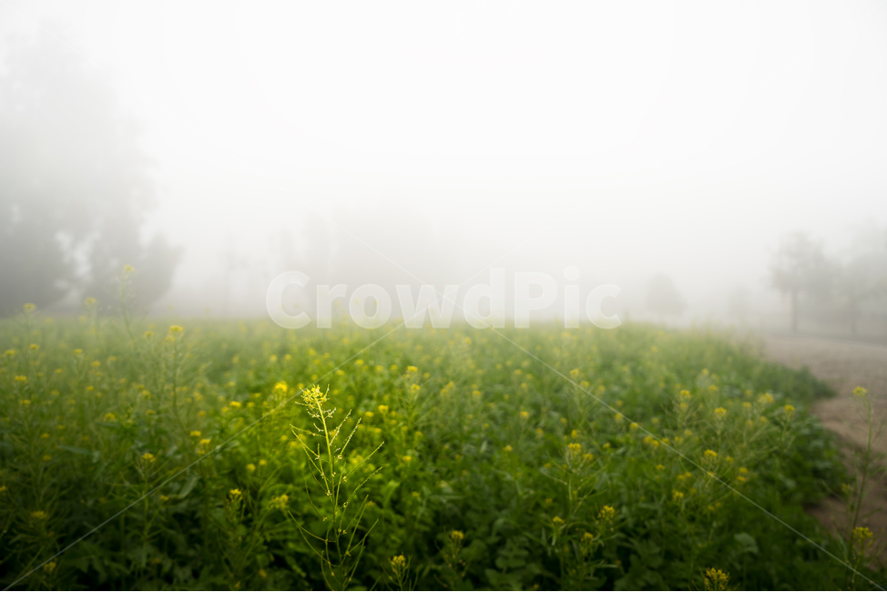미국,켈리포니아,얼바인,안개,꽃,자연,풍경,nature,landscape,식물,plants,꽃,flower,grassland,목초지,outdoors,옥외,field,들