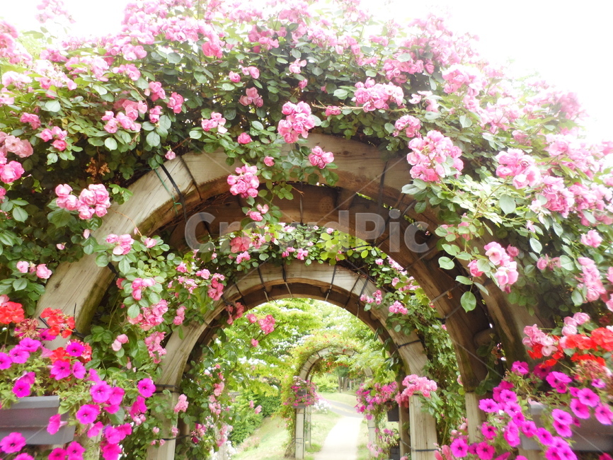 꽃,자연,식물,flower,축제,식물,자연,plants,nature,꽃,flower