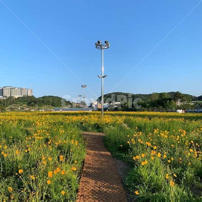 유채꽃,배경,풍경,꽃밭,꽃,하늘,푸름,파란,꽃길