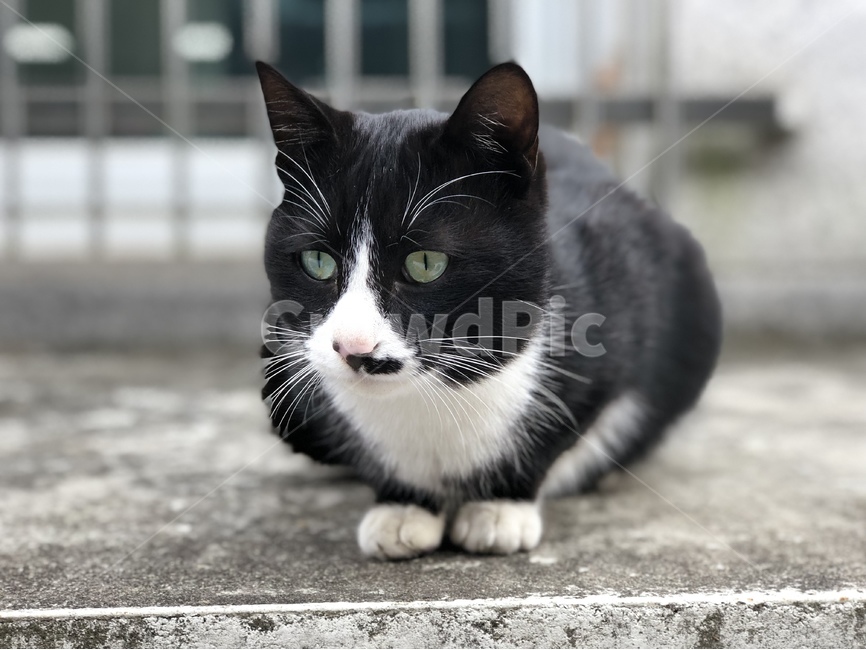 고양이,동물,길고양이,힐링,냥이,동물,animal,포유류,mammal,고양이,cat,kitten,kitty