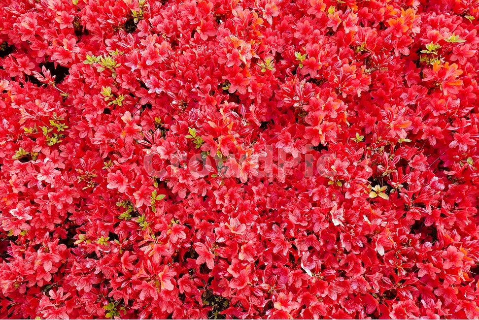 영산홍꽃,영산홍,철쭉꽃,철쭉,봄,봄꽃,붉은꽃,빨간꽃,빨간색,진달래,꽃,꽃잎,분홍색,만개,식물,활짝,개화,잎,나무,소식,군락,공원,봄,계절,spring,season,식물,자연,plants,nature,꽃,flower,plant,leaf,tree,maple,단풍