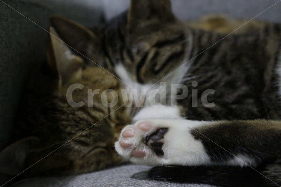 고양이,반려동물,유기묘,길냥이,애완동물,cat,pet,kitten,아기고양이,코숏,코리안숏헤어,발바닥,젤리,동물,animal,고양이,cat,kitten,kitty,포유류,mammal