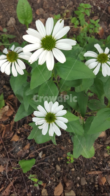 꽃,힐링,식물,초록이,자연,식물,자연,plants,nature,꽃,flower