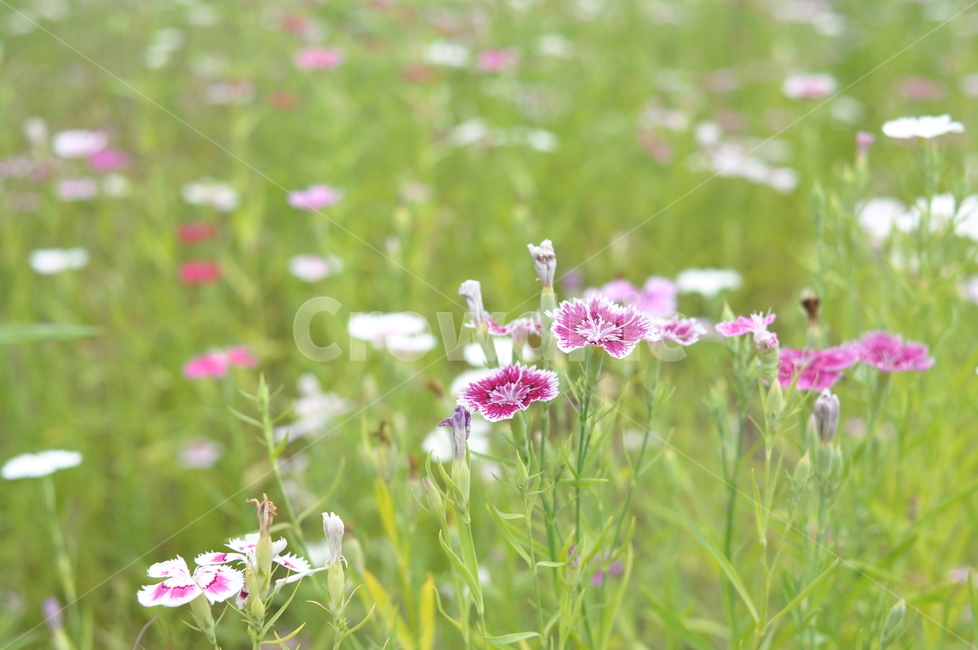꽃,자연,풍경,시계꽃,야생화,들꽃,식물,자연,plants,nature,꽃,flower