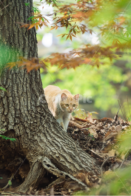 고양이,캣,냥냥이,길고양이,삼색이,치즈냥,냥,cat,동물,동물,animal,포유류,mammal,고양이,cat,kitten,kitty