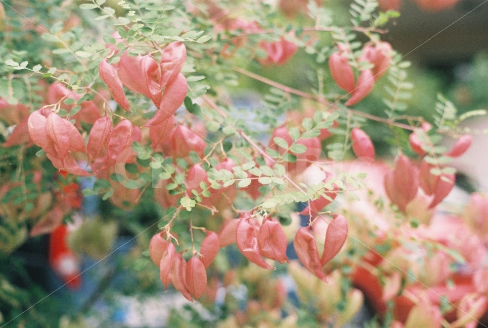 꽃,식물,이국적,분홍,자연,풀,식물,자연,plants,nature,꽃,flower,감성,sensible,feeling,색깔,색상,색채,색감,color sense,color sensitivity,feeling of color