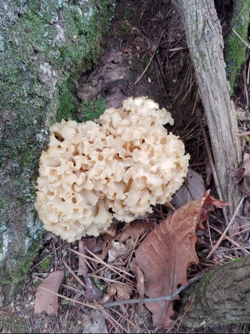 진균류,꽃송이버섯,버섯,fungus,야생버섯,mushroom,버섯,mushroom