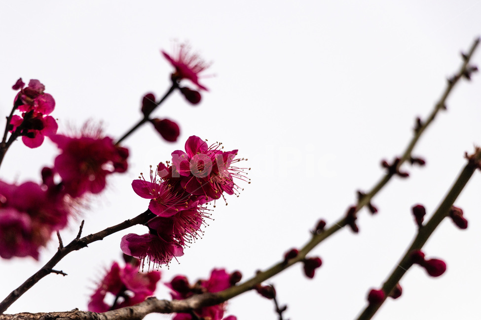 매화,매화꽃,매실꽃,홍매화,적매화,빨간매화,봄,계절,spring,season,식물,자연,plants,nature,꽃,flower,plant,blossom