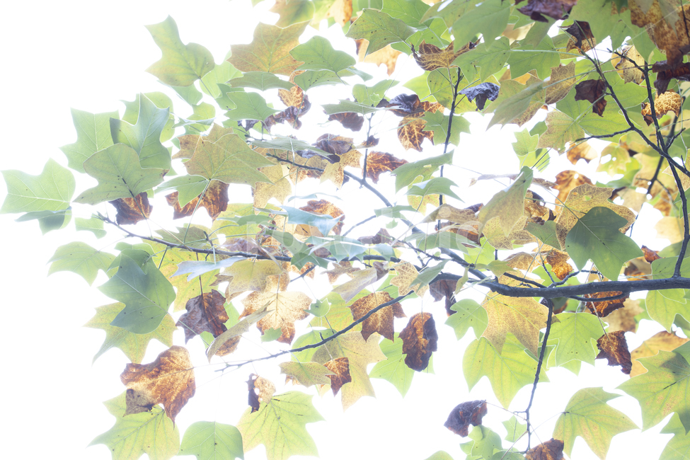 green leaves,forest,tree branch,bright,branch,transparent,vivid,beautiful,leaves,fall,faded,green,natural,nature,tree,leaf,shine,flower,outdoor,foliage,sunlight,environment,background,refreshing,shining,plant,lily tree,autumn
