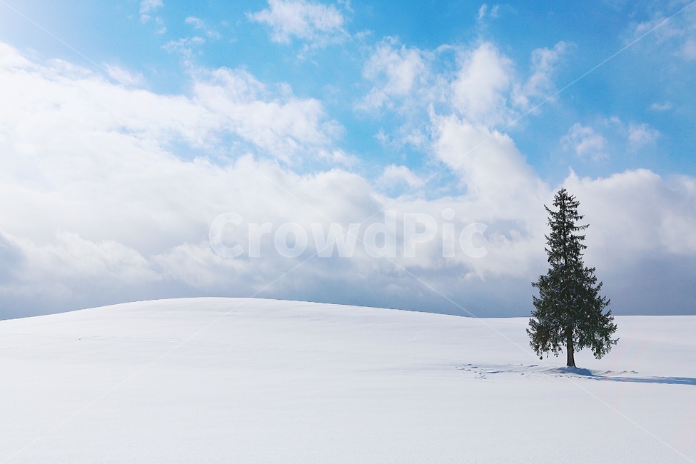 설경,눈,나무,하얀색,화이트,tree,plant,전나무,겨울,white,훗카이도,일본,겨울,계절,winter,season,자연,풍경,nature,landscape