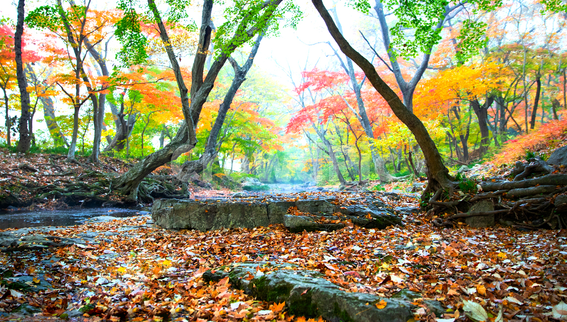 가을,낙엽,도솔천,선운사,한국,가을,계절,fall,autumn,season,자연,풍경,nature,landscape,leaf,잎,plant,식물,ground,바닥,tree,나무,tree trunk,나무 줄기