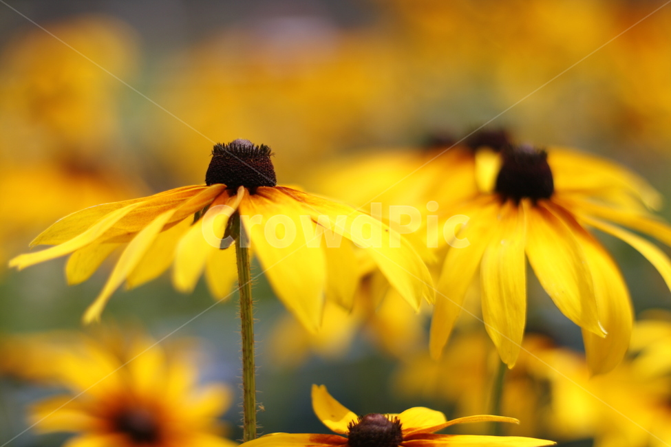 plant,식물,pollen,꽃,노란꽃,식물,자연,plants,nature,꽃,flower