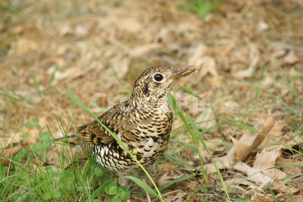 호랑지빠귀,철새,지빠귀,작은새,조류,동물,animal,조류,새,birds
