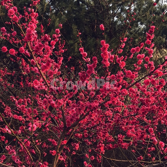 매화,매화꽃,분홍꽃,자연,봄,spring,고즈넉,꽃,진분홍,진분홍꽃,화려함,홍매화,봄,계절,spring,season,식물,자연,plants,nature,꽃,flower,plant,tree,나무