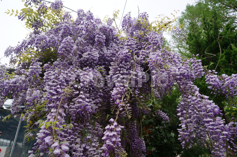 꽃,보라꽃,봄,봄꽃,violet,purple,purpleflower,자연,식물