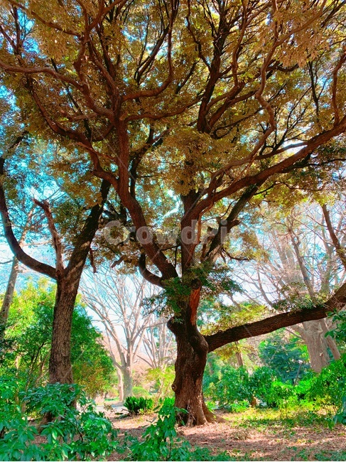 일본,신주쿠,신주쿠쿄엔,언어의정원,식물,나무,tree