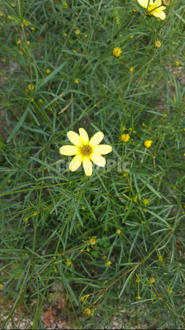 식물,노랑,꽃,힐링,자연,식물,자연,plants,nature,꽃,flower