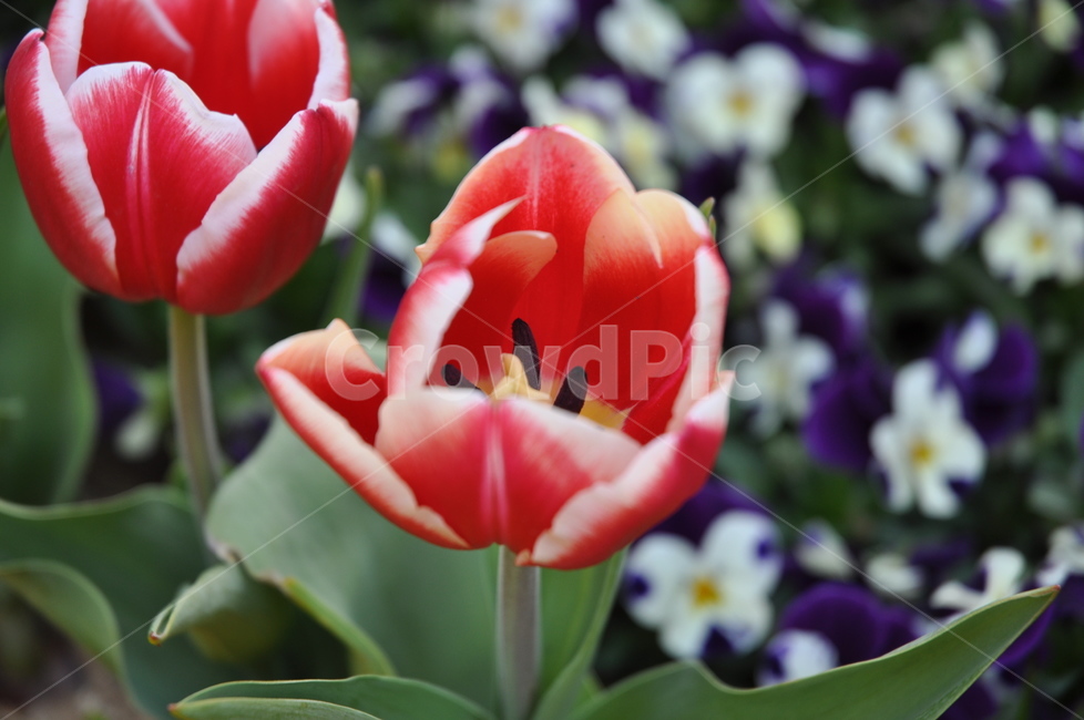 튤립,꽃,식물원,빨간튤립,blossom,plant,tulip,red,식물,자연,plants,nature,꽃,flower