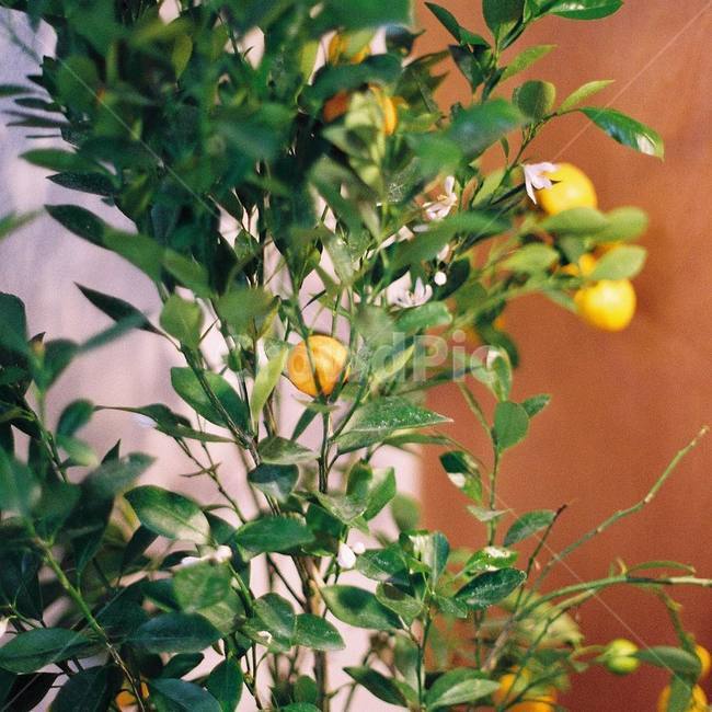 나무,인테리어,귤나무,풀,식물,카페,실내,식물,자연,plants,nature,과일,열매,fruit