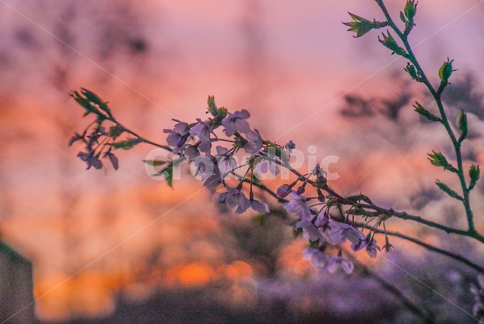 벚꽃,풍경,자연,꽃,아름다움,봄,계절,spring,season,식물,자연,plants,nature,꽃,flower,색깔,색상,색채,색감,color sense,color sensitivity,feeling of color,plant,leaf,잎,blossom