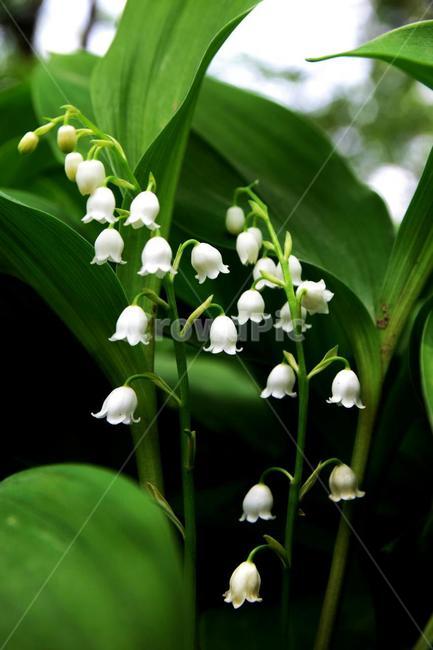 식물,plant,꽃,flower,blossom,은방울꽃,식물,자연,plants,nature,꽃,flower