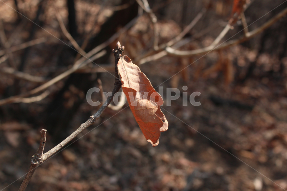 나뭇잎,자연,식물,마지막잎새,낙엽,가을,빛과그림자,오그라듬,leaf,nature,plant,thelastleaf,leaves,fall,lightandshadow,가을,계절,fall,autumn,season,잎,tree,나무