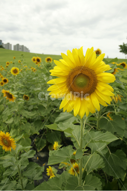 해바라기,식물,flower,plants,nature,꽃,꽃봉오리,꽃밭,여름,공원,길,식물,자연,plants,nature,꽃,flower