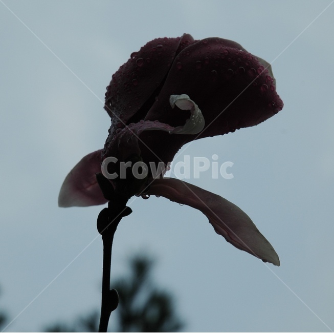 자목련,자옥란,목련,lilymagnolia,magnolialiliifloradesr,봄,계절,spring,season,식물,자연,plants,nature,꽃,flower