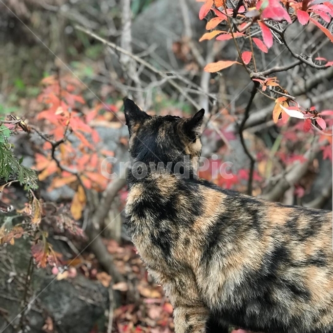 고양이,단풍,가을,뒷모습,점박이,cat,동물,animal,포유류,mammal,고양이,cat,kitten,kitty