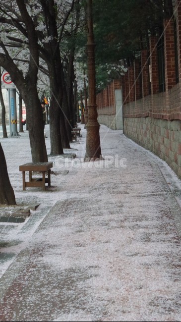 꽃눈,꽃눈길,하얀길,벚꽃길,길