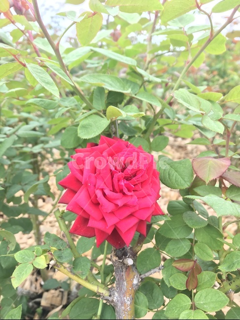 장미,빨간색,빨간장미,장미꽃,빨간장미꽃,식물,자연,plants,nature,꽃,flower