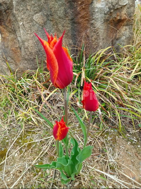 tulip,백합과,구근초,여러해살이화초,꽃,튤립,빨강색,봄,식물,자연,springseasonflower,식물,자연,plants,nature,꽃,flower