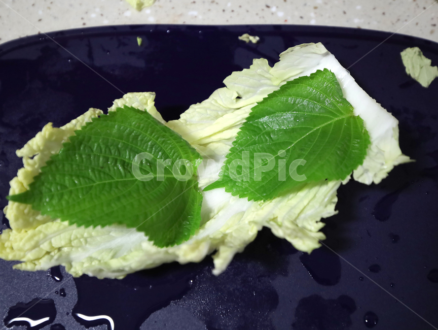야채,채소,요리재료,식물,plant,싱싱한,깻잎,배추