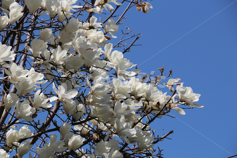 봄,꽃,봄꽃,목련,자연,봄,계절,spring,season,식물,자연,plants,nature,꽃,flower,plant,blossom