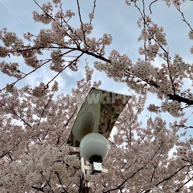 벚꽃,벚꽃나무,봄,꽃,풍경,자연,봄,계절,spring,season,flower,cherry blossom,blossom,plant,식물