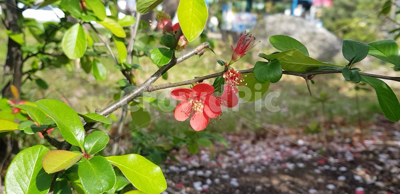 봄,blossom,flower,식물,plant,꽃,nature,자연,명자나무