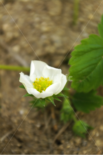 식물,plant,자연,nature,꽃,flower,봄,spring,계절,식물,자연,plants,nature,꽃,flower