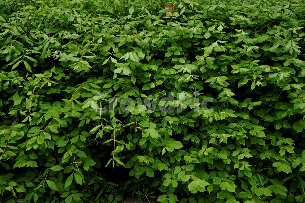 봄,식물,잎,새잎,녹색,freshgreen,newgreenleaves,newleaves