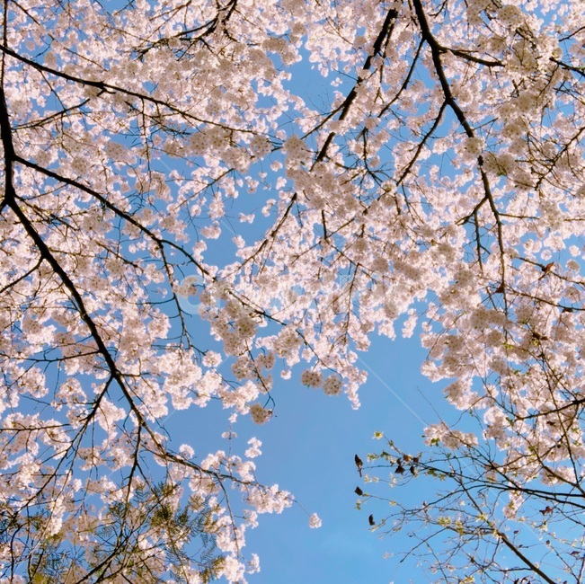 꽃,벚꽃,봄,계절,하늘