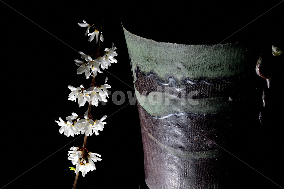 미선나무,미선나무꽃,꽃,봄꽃,식물,나무,흰색,자연,봄,계절,spring,season,식물,자연,plants,nature,꽃,flower,plant,blossom