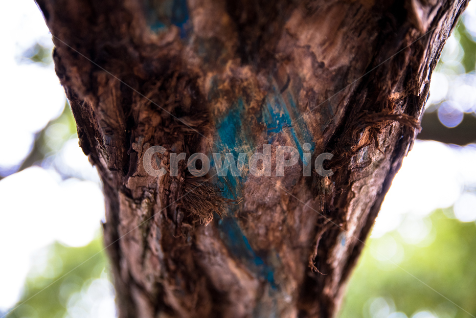 나무,봄,자연,배경,tree,trees,색감,질감,나무,trees,wood
