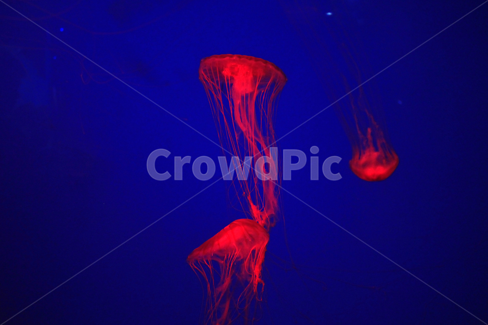 수족관,물고기,동물,해양,생물,심해,바다,sealife,해파리,invertebrate,jellyfish,무척추동물,swimming,aquarium,동물,animal