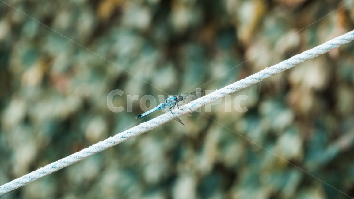 잠자리,자연,밧줄,곤충,nature