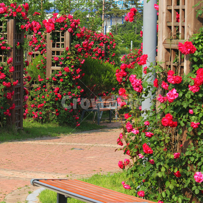 감성사진,자연,하늘,꽃,장미,색감,보정,flower,sky,summer,nature,red,의자,color,식물,자연,plants,nature,꽃,flower