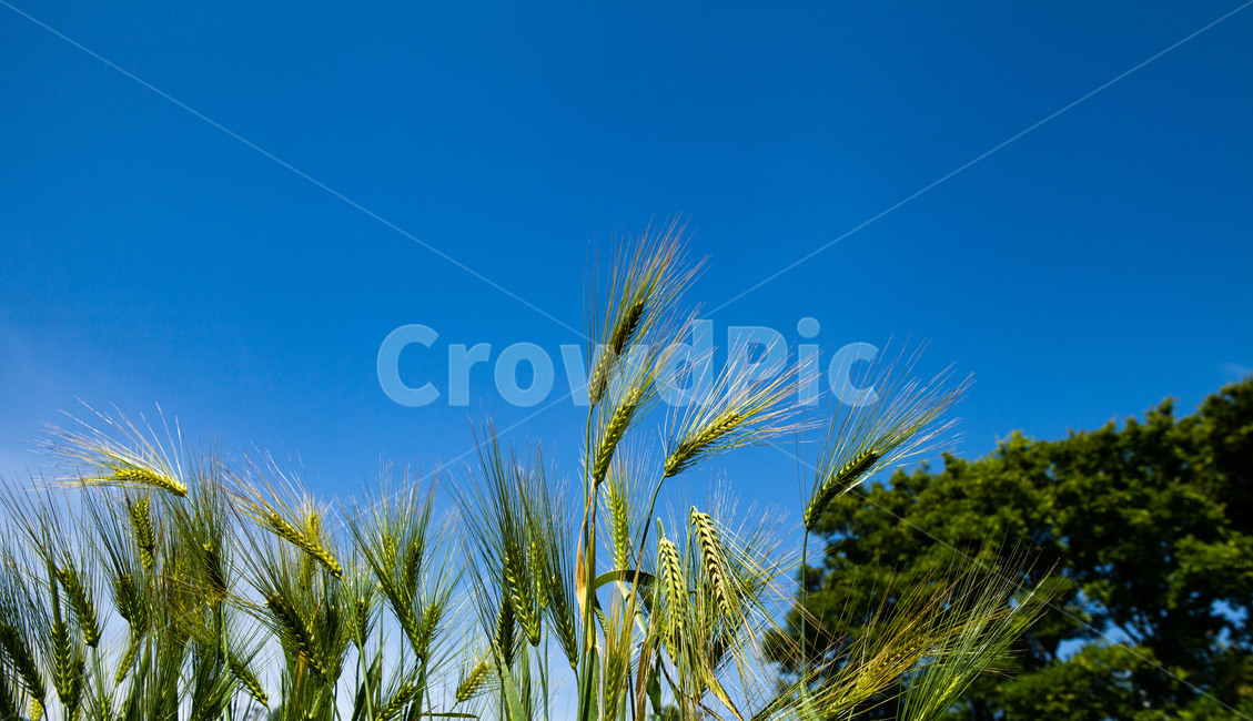 보리,청보리,쌀,보리쌀,식량,파란하늘,식물,자연,plants,nature,곡류,곡식,cereals