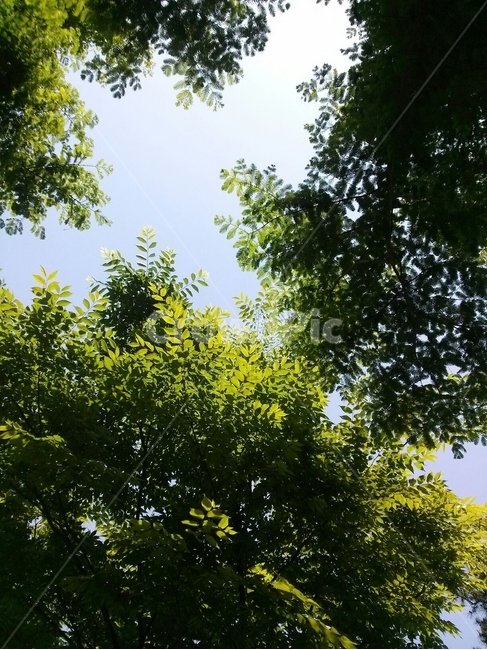 여름,하늘,나무,싱그러움,upside,tree,sky,summer