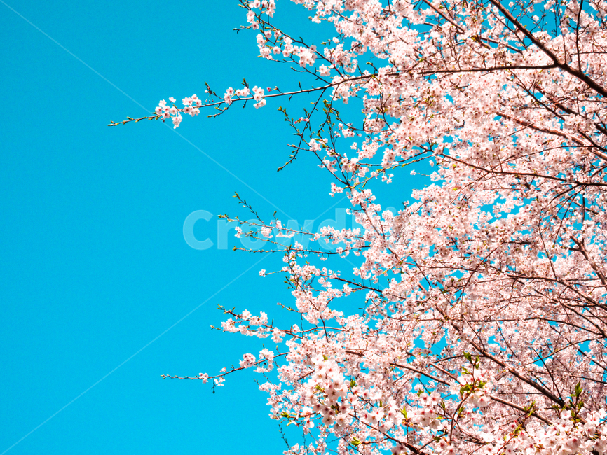 봄,벚꽃,풍경,감성사진,분홍색,하늘,자연,계절,핑크,꽃,spring