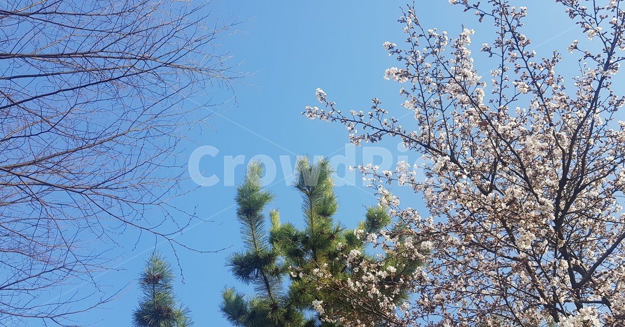 날씨,tree,하늘,파란색,파랑색,벚꽃,소나무