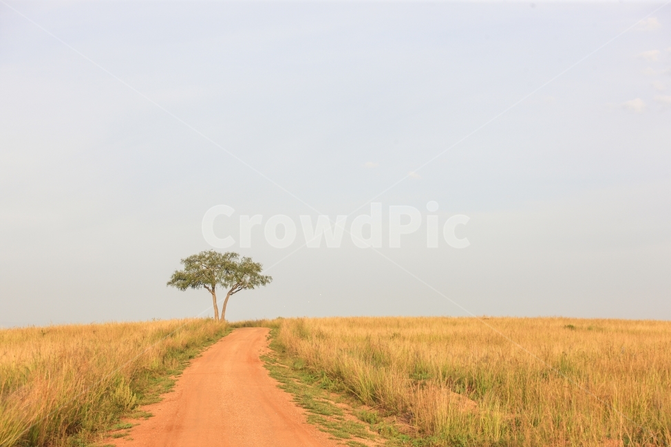 safari,Africa,uganda,travel,Muchison Park