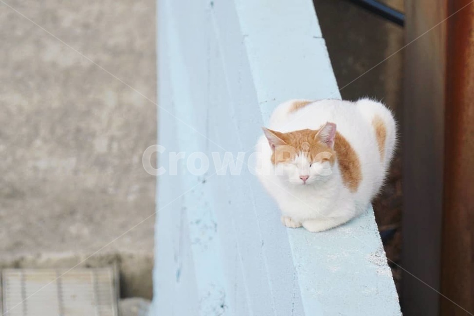 고양이,cat,길냥이,반려동물,반려묘,동물,pet,야옹이,냥이,동물,animal,포유류,mammal,고양이,cat,kitten,kitty